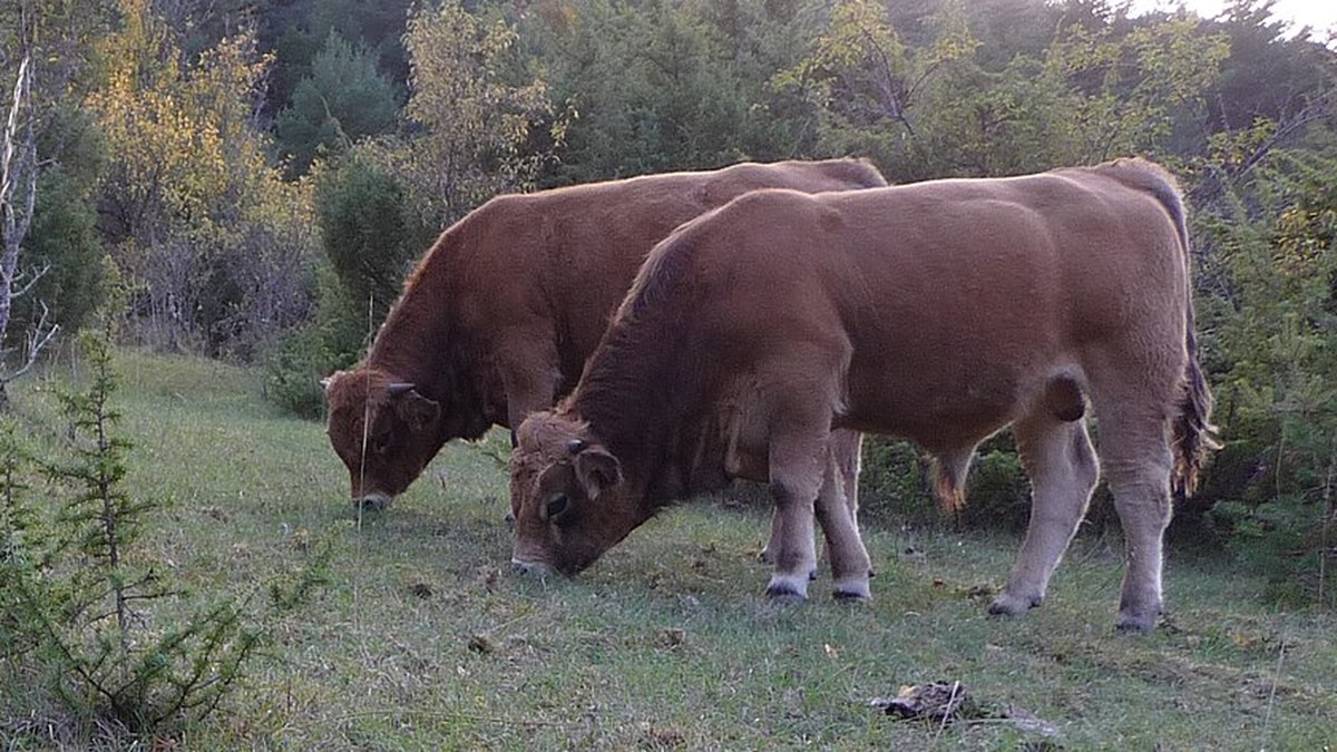 Aubrac — foto di riferimento della razza