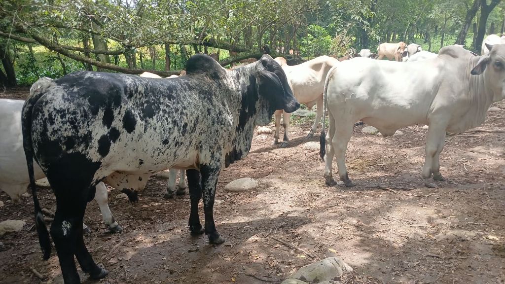 Incrocio Zebu
