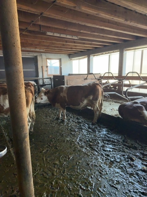Pezzata Rossa (Simmental)
