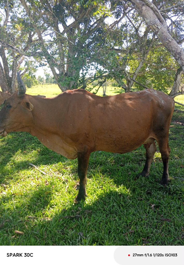 Incrocio Zebuino