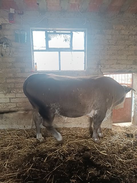 Incrocio da carne