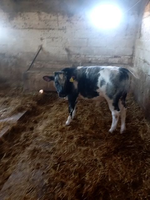 Blu Belga — foto di riferimento della razza