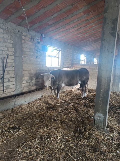Piemontese